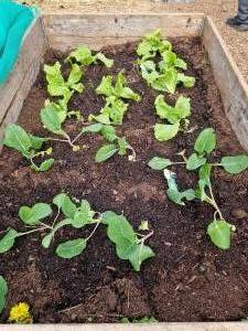 Back in the Garden Again!